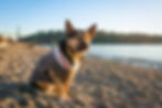 Dog sitting on beach at Ambleside Park