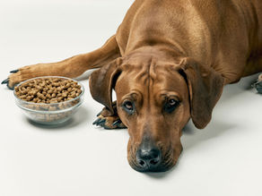 How To Transition Your Dog Or Cat To A Raw Food Diet: 10 Easy Steps