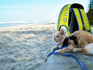 7 Summer Essentials for Cats: Keeping Your Feline Friend Cool and Safe