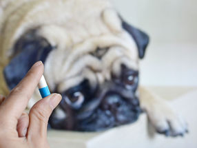 Giving Your Dog or Cat Antibiotics: Yay or Nay?