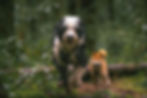 Dog Running through forest at Pacific Spirit Park BC