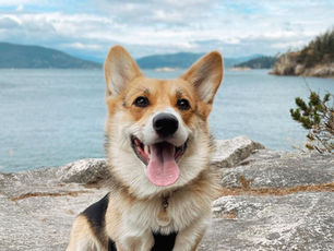 Top 12 Best Off-Leash Dog Parks in Vancouver and the Lower Mainland