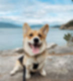 Corgi at Lighthouse Park BC