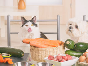 Why Your Dog & Cat Still Needs (Some) Vegetables