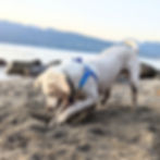 Dog digging on a sand beach at Spanish Banks, BC