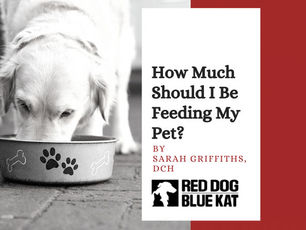 How Much Should I Feed My Pet?