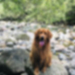 Dog at Lynn Headwaters in North Vancouver, BC