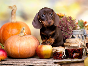 6 Pet-Friendly Limited Ingredient Thanksgiving Treat Recipes