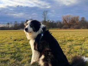 14 Best Off-Leash Dog Parks and Trails in Toronto