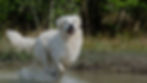 White retriever dog is happy running through water on a beach