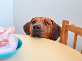 Pet Allergies: How to Supplement a Chicken-Free Diet