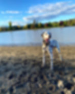 Dalmatian Dog at McDonald Beach Vancouver, BC