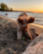 Dog playing in sand at Hadden Beach BC