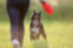 Dog playing frisbee outside in a field. How to keep your dog happy and healthy