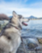 Dog at New Brighton Park in Vancouver