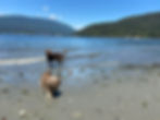 labrador dog and a terrier dog swimming at a dog friendly beach in Burnaby