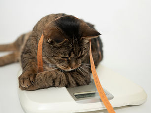 Is My Chonky Cat Fat? An Epidemic of Overweight Cats (Part 1)