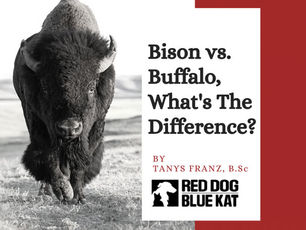 Bison Vs Buffalo- Which is Correct?