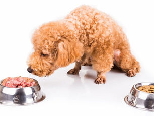 Can You Mix Raw and Kibble Together?