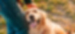 Golden Retriever Smiling.jpg