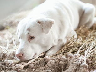 UNPOPULAR OPINION: GARLIC IS NOT TOXIC FOR DOGS