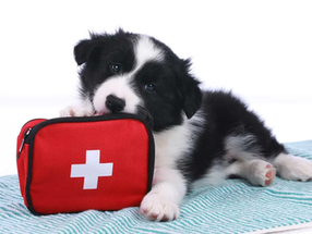 7 Must-Have Items In Your Pet First Aid Kit and How To Use Them