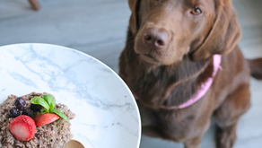 Pet Industry Exposed: 6 Steps to Identifying Quality Pet Food