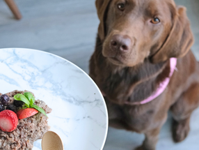 Pet Industry Exposed: 6 Steps to Identifying Quality Pet Food