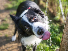 The Ultimate Guide to Heatstroke in Dogs and Cats & How to Treat It