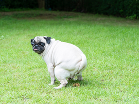 Got Stinky Butts? How to Naturally Prevent Anal Gland Issues in Dogs