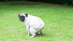 Got Stinky Butts? How to Naturally Prevent Anal Gland Issues in Dogs