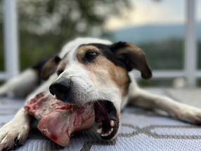 How to Choose the Best Raw Bones for Dogs: Try the RDBK Bone Selector Quiz!