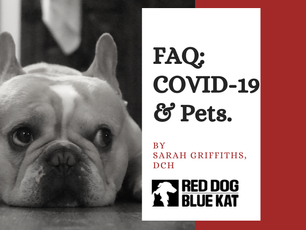 FAQ's About Pet's & COVID-19