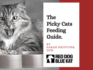 How To: Feed Your Picky Cat - Works for Dogs Too!