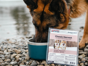 Why Choose Everyday Raw for Your Dog: Elevating Your Pups Nutrition with Convenience and Quality