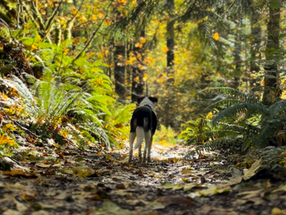 Adventure Time: Dog-Friendly Hikes Near Vancouver To Do This Fall