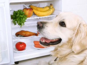 Feeding Raw On A Budget: The Real Cost Of Feeding Your Pet