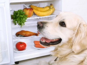 Feeding Raw On A Budget: The Real Cost Of Feeding Your Pet