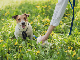 The Raw Facts: How Often Should You Deworm Your Raw-Fed Pet?