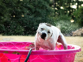 Pawesome Picks: 8 Must-Have Summer Essentials for Dogs to Keep Them Cool and Happy!