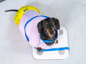 Weight Loss in Dogs (Part 2): A Step-by-Step Guide to Losing Weight With Raw Food