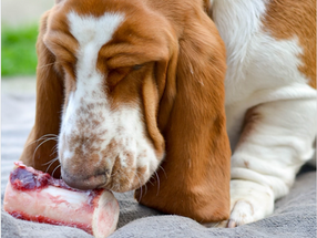 Raw Bones and Dental Health: Nature's Toothbrush for Your Pet