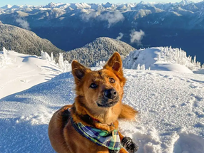 11 of the Best Dog-Friendly Winter Hikes Near Vancouver