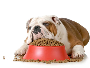 6 Weird Things About Kibble Everyone Accepts as Normal