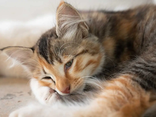 Inflammatory Bowel Disease (IBD) in Cats