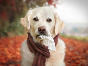 Does My Pet Have Allergies? Part 2: Which Allergy Tests are Worth It?