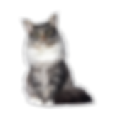 Coon-Cat_edited.png